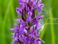 Fleischfarbene Fingerwurz Orchidee